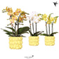 Phalaenopsis kolibri 3t + Pot citrus yellow