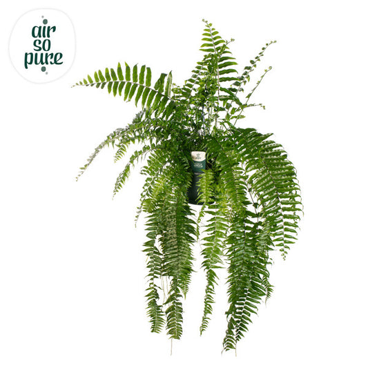 Nephrolepis ex. 'Macho'