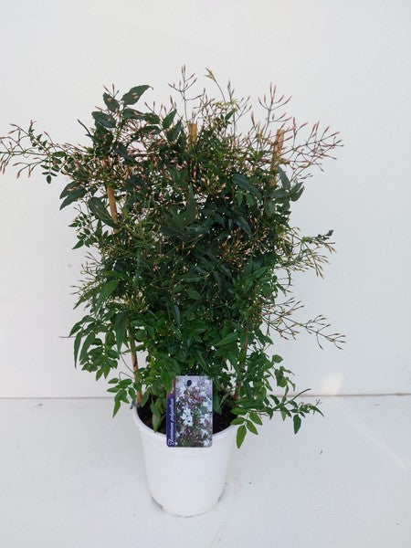 Jasminum polyanthum - Jasmine