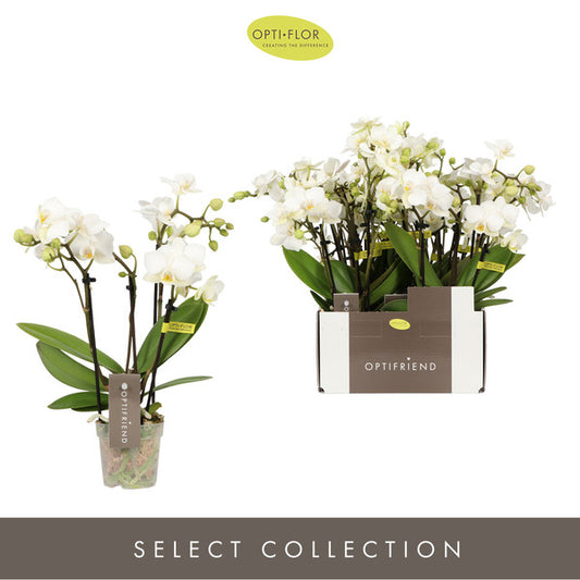 Phalaenopsis Multi 4t White