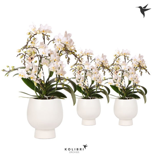 Phalaenopsis multi kolibri 4t botanic + scandic Pot