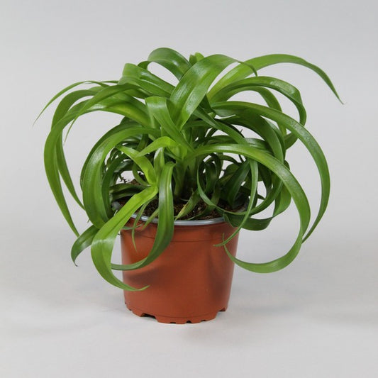 Chlorophytum c. bonnie Green - Curly Green Spider Plant