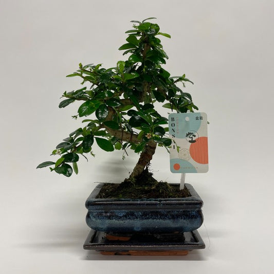 Bonsai Carmona S-Shape in Ceramic with Saucer