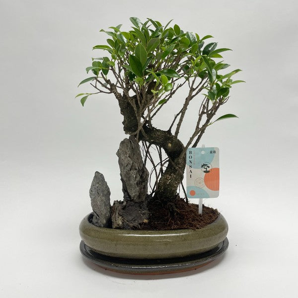 Bonsai Landscape Medium with Saucer