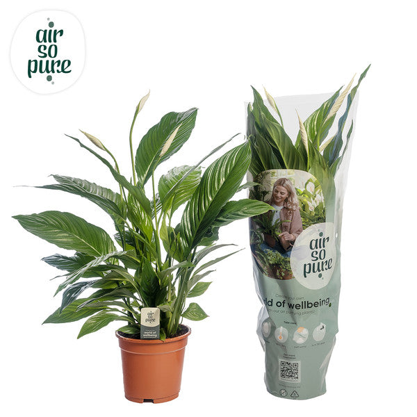 Spathiphyllum Bingo Cupido - Peace Lilly XL