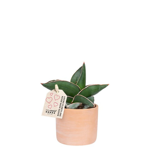 Sansevieria eh samurai + ceramic RAW TERRACOTTA