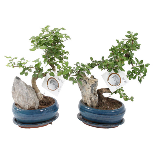 Bonsai Landscape Medium with Saucer