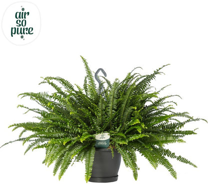 Nephrolepis exaltata - Boston Fern