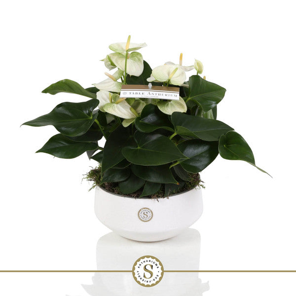 Anthurium andr Champion White + ceramic Lucca