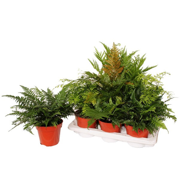 Verd Mix Fern Mix – Verd Houseplants