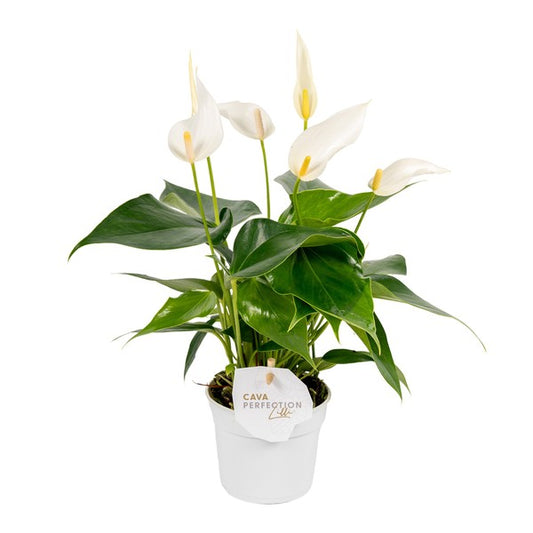 Anthurium andr Banderola Cava