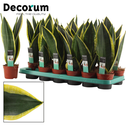 Sansevieria trif. Night Shade