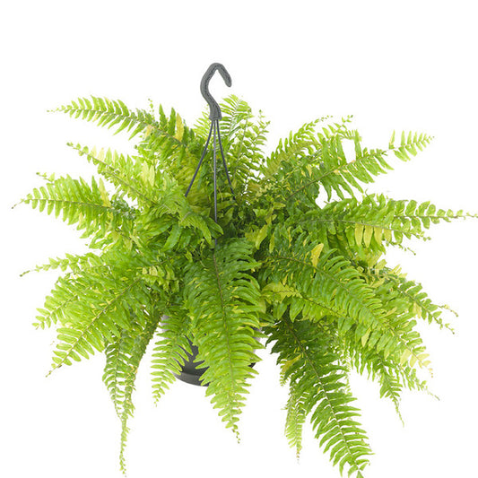 Nephrolepis ex. Tiger Fern (Variegated)