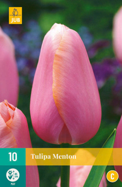 Tulip Bulb Menton