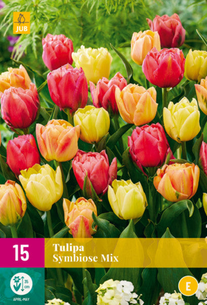 Tulip Bulb Symbiose Mix