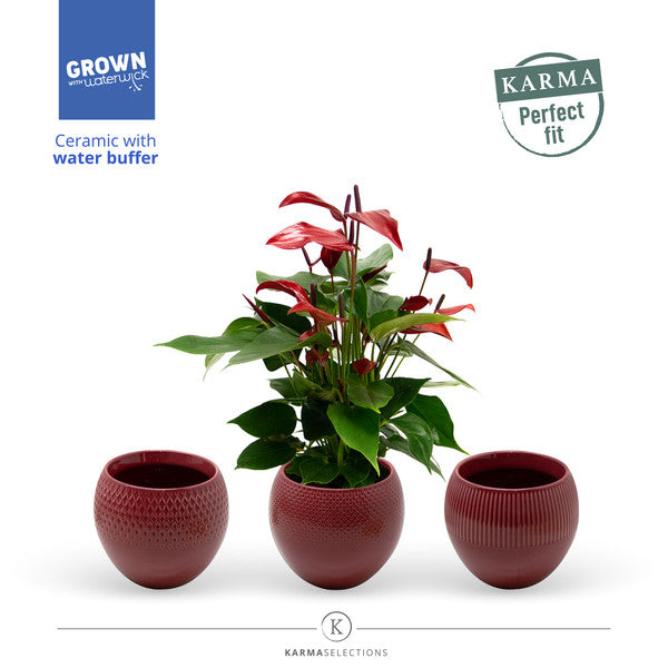 Anthurium andr Banderola Lava + Ceramic Pot