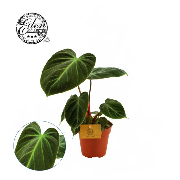 Philodendron Choco Red