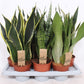 Sansevieria Mix