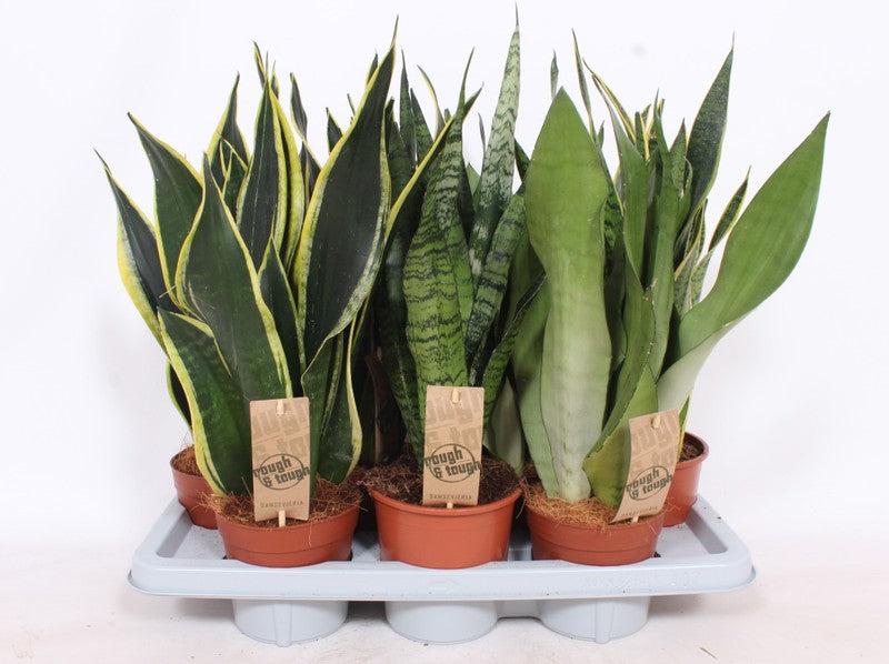 Sansevieria Mix – Verd Houseplants
