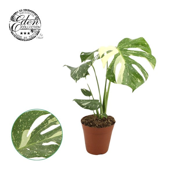 Monstera Variegata Thai Constellation – Verd Houseplants