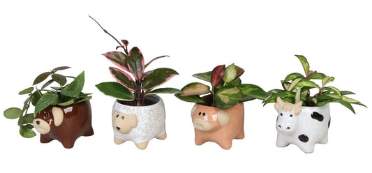 Hoya Mix - Baby Plants in Pot Animals