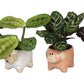 Calathea Mix + Ceramic Pot Farm