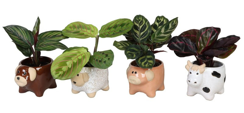 Calathea Mix + Ceramic Pot Farm