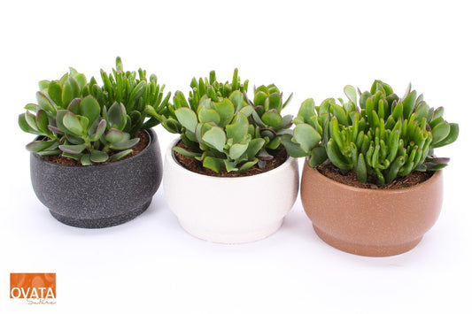 Crassula in Chennai Bowl