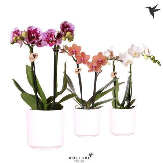 Phalaenopsis multi Kolibri 2t 22+ + Simplicity