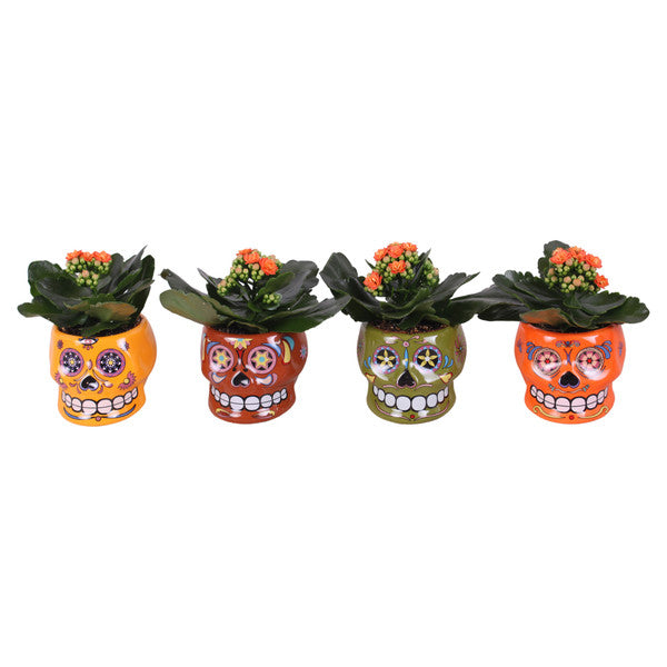 Kalanchoe Halloween + Skull Pot