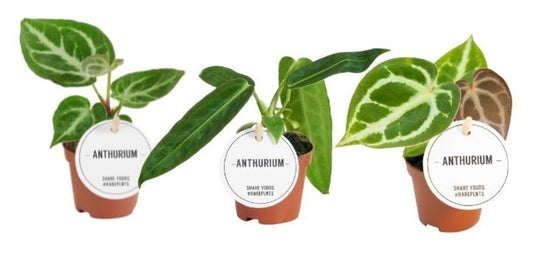 Anthurium Rare/Special Mix - Baby Plants