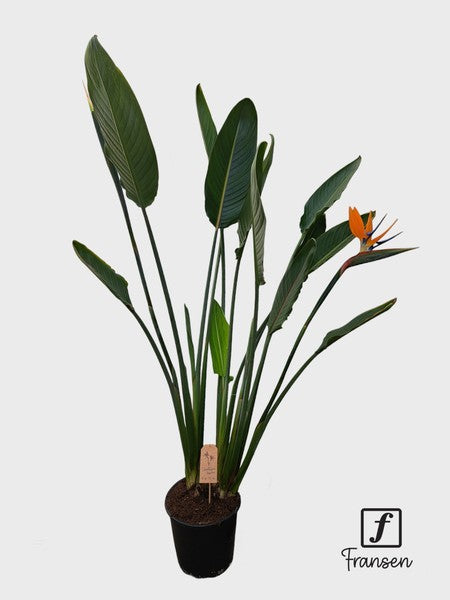 Strelitzia Reginae