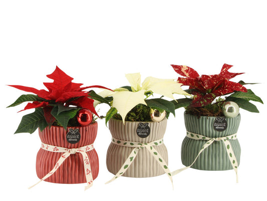 Compo Xmas Poinsettia 61552