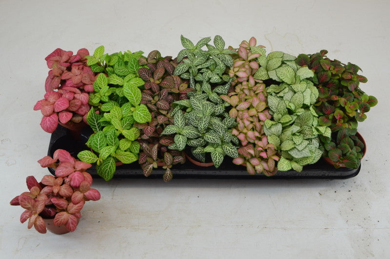 Fittonia - Nerve Plant