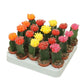 Cactus Gymnocalycium mix