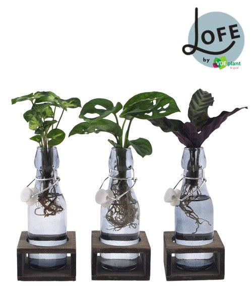 Compo LOFE mix plants in glass MIX-ANNGS