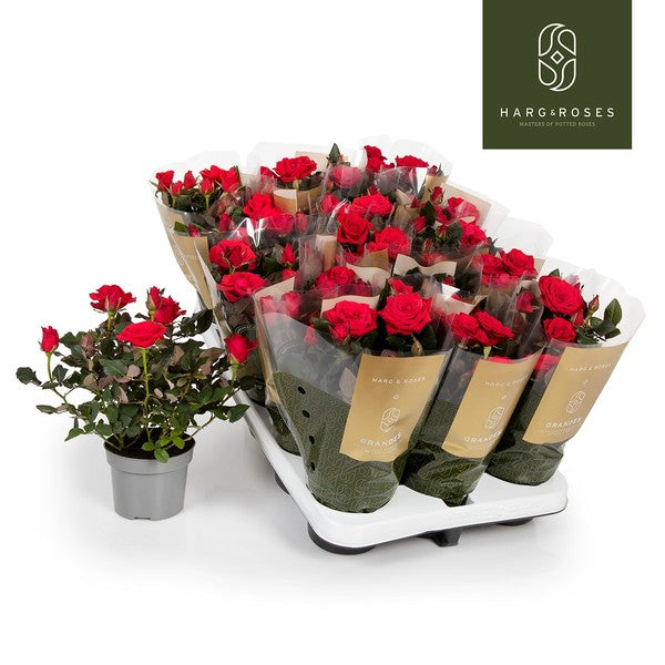 Rosa Kordana Grande Red mercedes ( big flowers)