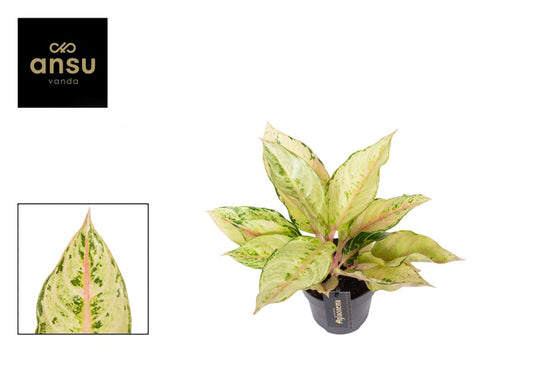 Aglaonema Chartreuse Pretty