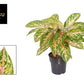 Aglaonema Coco Melon