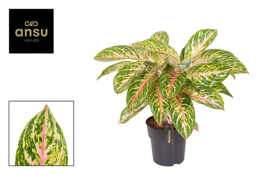 Aglaonema Coco Melon