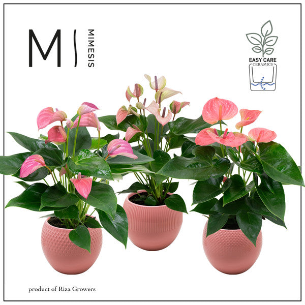 Anthurium Pink Mix + Ceramic Pot