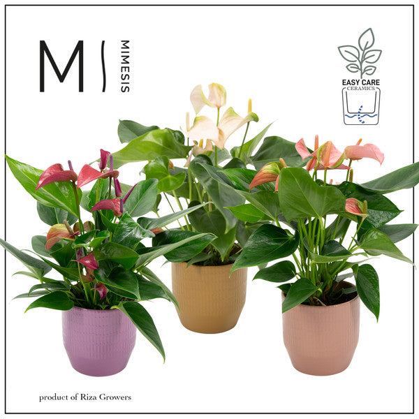 Anthurium Multiflora Mix + Ceramic Pot