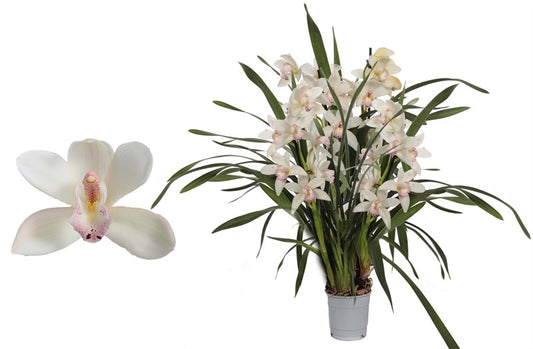 Cymbidium Lucky Kate 4t white