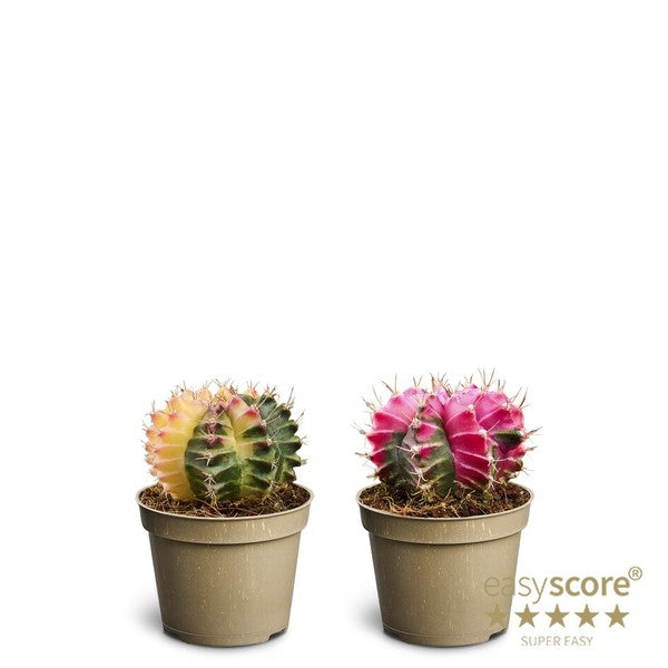 Cactus Gymnocalycium mihanovichii glow