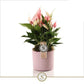 Anthurium an Lilli- Pink Flamingo Plant