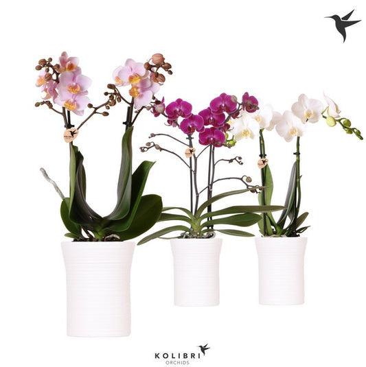 Phalaenopsis Twin Stem 9cm Orchid in Ceramic mixed