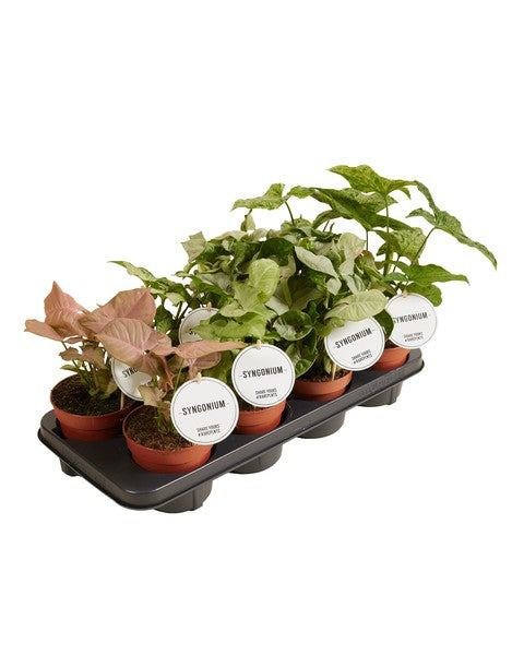 Syngonium Mix