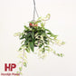 Aeschynanthus lobbianus Variegatus