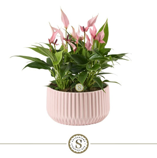 Anthurium Lilli + ceramic Madeira