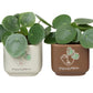 Pilea peperomioides - Chinese Money Plant